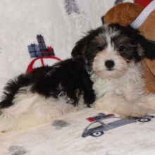 Yorkiepoo Puppy Major