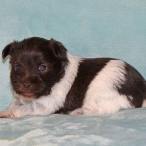 Miniature Schnauzer Puppy Bliss