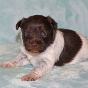 Miniature Schnauzer Puppy Bliss