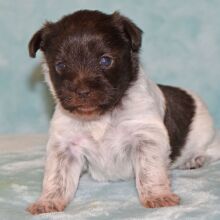 Miniature Schnauzer Puppy Bliss