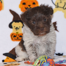 Miniature Schnauzer Puppy Bliss