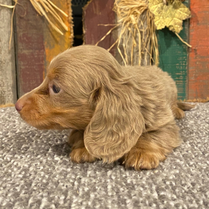 Dachshund Puppy Boomer