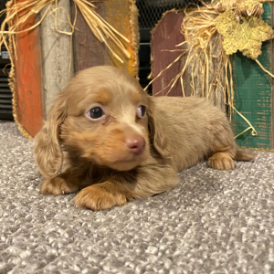 Dachshund Puppy Boomer