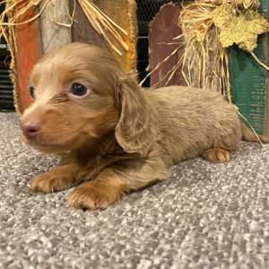 Dachshund Puppy Boomer