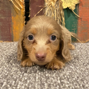 Dachshund Puppy Boomer