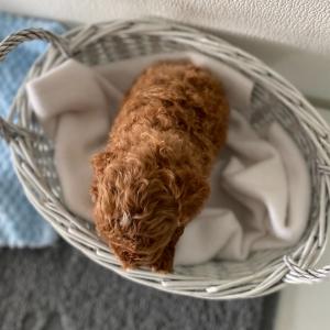 Poodle Puppy Logan