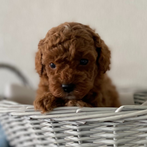 Poodle Puppy Logan