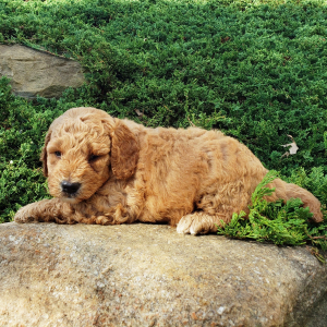 Goldendoodle Puppy Trevor