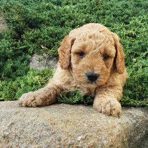Goldendoodle Puppy Trevor