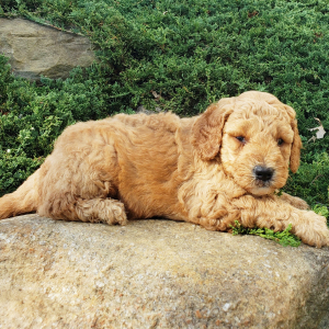 Goldendoodle Puppy Trevor