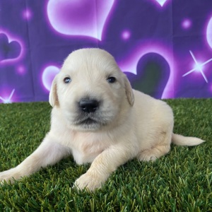 Golden Retriever Puppy Joel