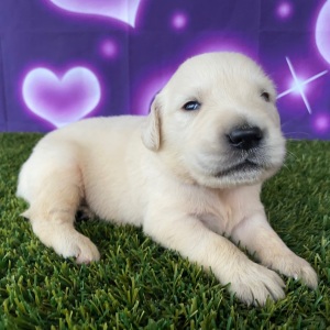 Golden Retriever Puppy Joel
