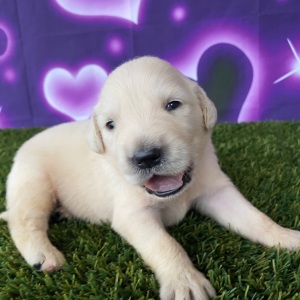 Golden Retriever Puppy Joel