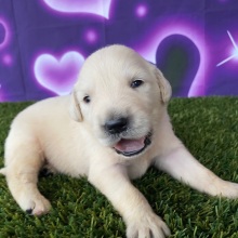 Golden Retriever Puppy Joel