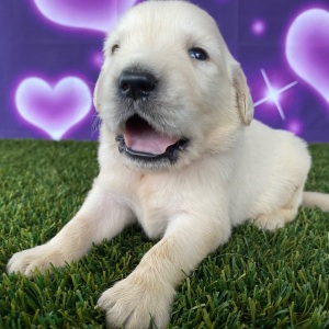 Golden Retriever Puppy Joel