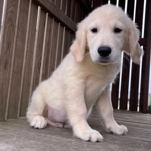 Golden Retriever Puppy Joel
