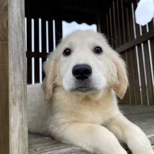 Golden Retriever Puppy Joel