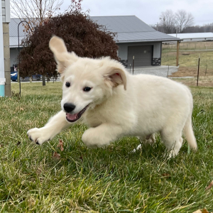 Golden Retriever Puppy Joel