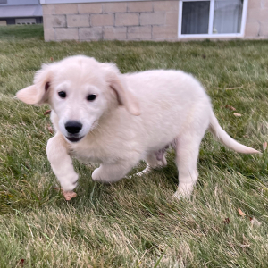 Golden Retriever Puppy Joel