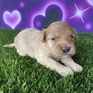 Goldendoodle Puppy Helen