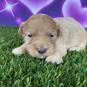 Goldendoodle Puppy Helen