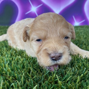 Goldendoodle Puppy Helen
