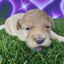 Goldendoodle Puppy Helen