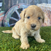Goldendoodle Puppy Helen