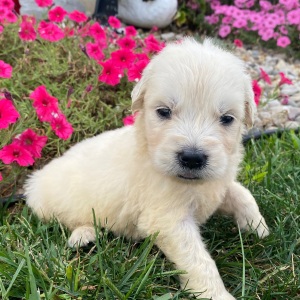 Golden Retriever Puppy Leslie