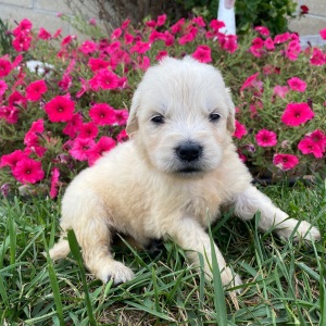 Golden Retriever Puppy Leslie