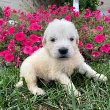 Golden Retriever Puppy Leslie