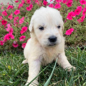 Golden Retriever Puppy Leslie