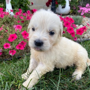 Golden Retriever Puppy Leslie