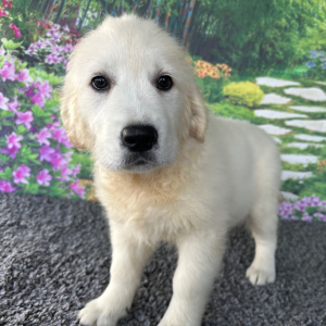 Golden Retriever Puppy Leslie