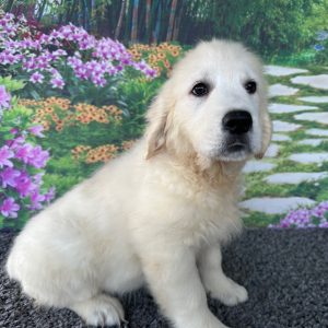 Golden Retriever Puppy Leslie