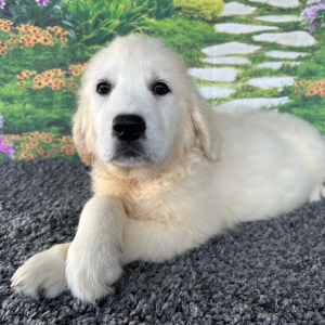Golden Retriever Puppy Leslie