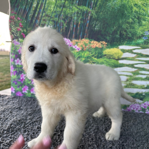 Golden Retriever Puppy Leslie
