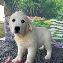 Golden Retriever Puppy Leslie