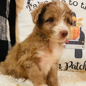 Aussiedoodle Puppy Penelope