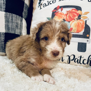 Aussiedoodle Puppy Penelope