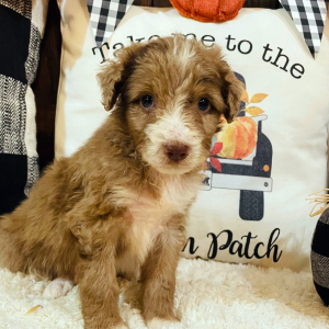 Aussiedoodle Puppy Penelope
