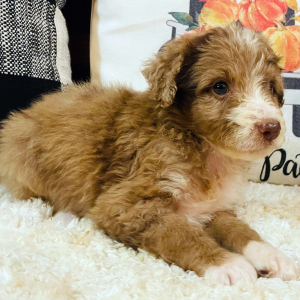 Aussiedoodle Puppy Penelope