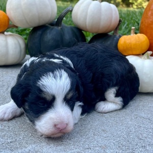 Bordoodle Puppy Buddy