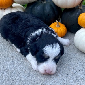 Bordoodle Puppy Buddy