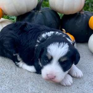 Bordoodle Puppy Buddy