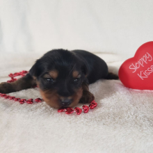 Yorkshire Terrier Puppy Kenton