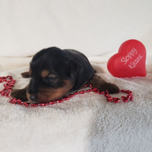 Yorkshire Terrier Puppy Kenton