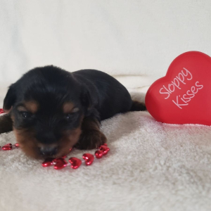 Yorkshire Terrier Puppy Kenton