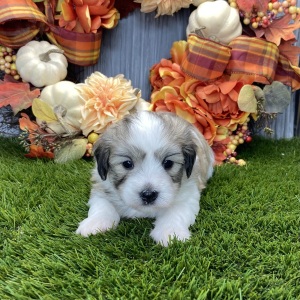 Coton de Tulear Puppy Quinn