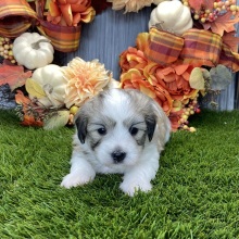Coton de Tulear Puppy Quinn